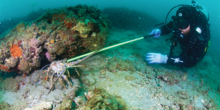 Captain Brandon Wilson from Jupiter Florida delves in commercial underwater fishing