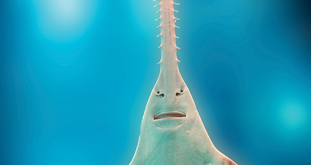 Sawfish_sawjpg