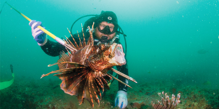 Captain Brandon Wilson catching lionfish underwater off of Jupiter Florida