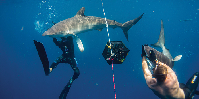 Synchronized swimming The Shark Addicts mutual understanding allows for quick-thinking tactics while safely handling the sharks underwate