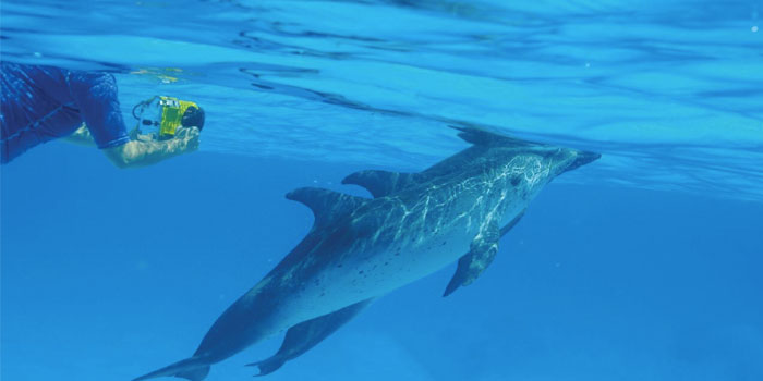 Dr Herzing utilizes a hands- off method tracking the dolphins using photography and video