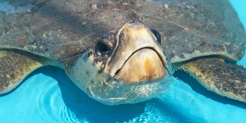 Sea Turtle Release Off Juno Beach Wednesday Morning