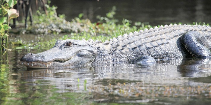 Busch Wildlife Sanctuary