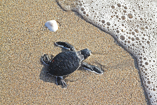 Loggerhead Marinelife Center