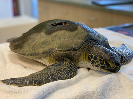 Loggerhead Marinelife Center