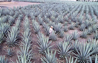 ZIGNUM Mezcal