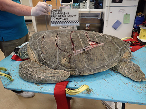 Loggerhead Marinelife Center