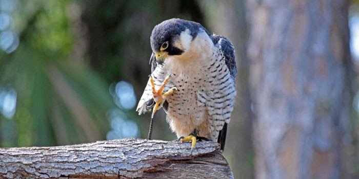 Okeeheelee Nature Center Announces Raptor Day for Nature Photographers