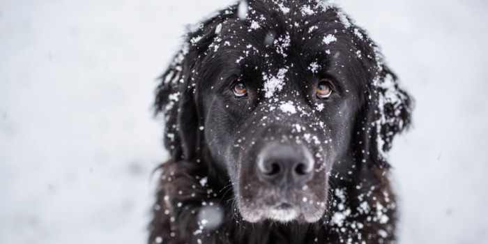 Big Dog Ranch Rescue Emergency Mission to Texas to Rescue Freezing Dogs