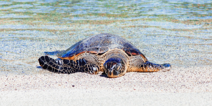 Sea Turtle Release Off Juno Beach Tuesday May 7th, 2019