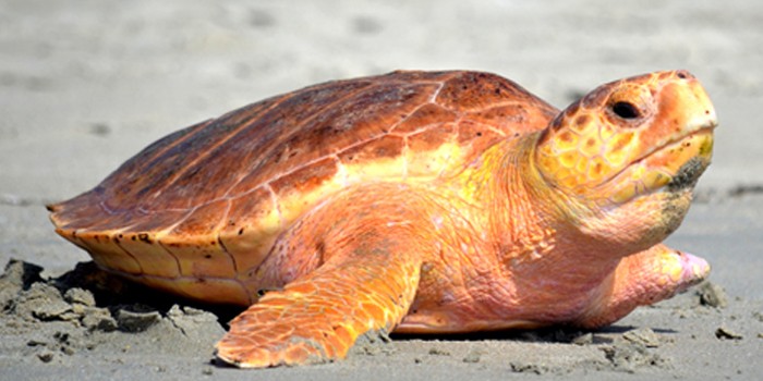 Sea Turtle Will Be Released From Loggerhead Marinelife Center in Juno Beach 