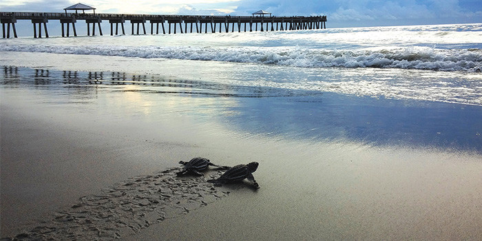 Loggerhead Marinelife Center Awarded Grant to Expand Educational Outreach