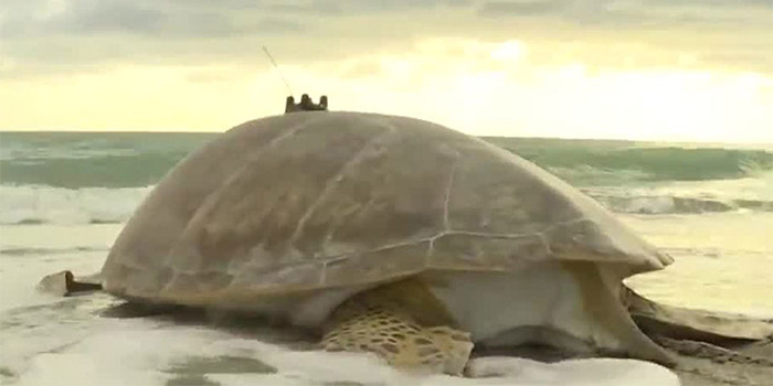 "Today" Loggerhead Marinelife Center receives national attention