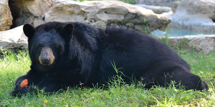 One Bear, Two Bear, Florida Black Bear