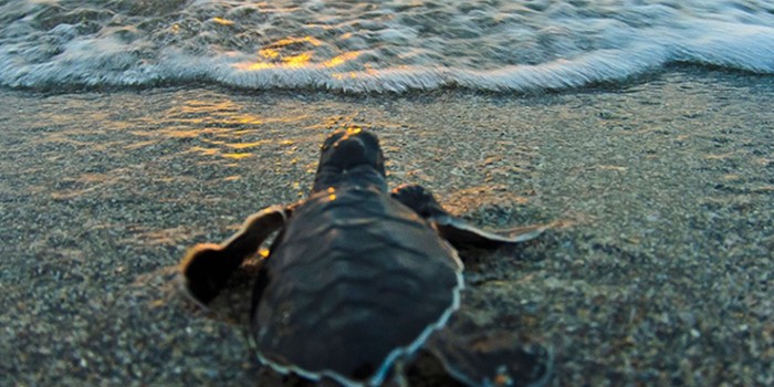 FPL Donates $1 Million-Plus Capital Expansion Gift to Loggerhead Marinelife Center