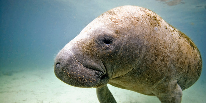 Manatee Lagoon Virtual Summer Camp Connects Children to Wildlife from Home