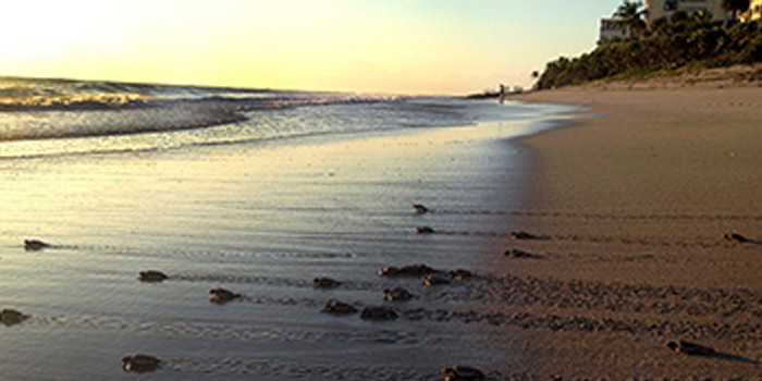 County Partners With Loggerhead Marinelife Center To Prohibit Balloons At Beachfront Parks