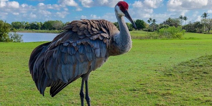 Palm Beach County Golf Course Wins Annual Species-Counting Competition