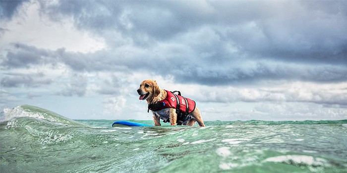 Surf With Your Furry Friends At The Annual Hang 20 Surf Dog Classic