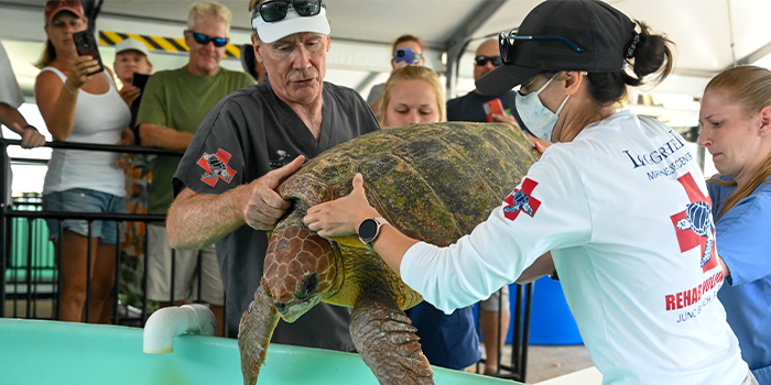 Loggerhead Marinelife Center Enhances Community Volunteer Opportunities