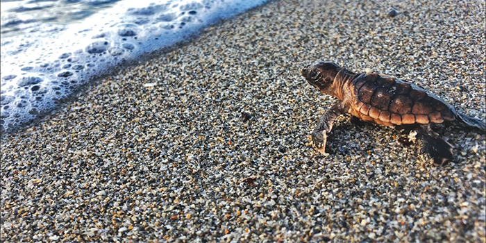 USA Today Names Loggerhead Marinelife Center Top 3  “Best Free Attractions” in the U.S.