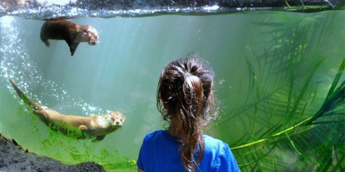 Things To Do This June At The Palm Beach Zoo 