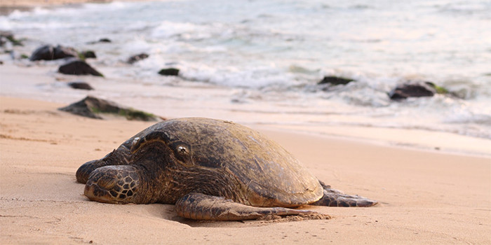 After Seven Months of world-class care, Howard the sea turtle will be released from The Sea Turtle Hospital at Loggerhead Marinelife Center