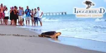 Loggerhead Marinelife Center In Jupiter Is To Release “Lilly” the Sea Turtle