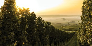 The Wonders of Organic & Biodynamic Wine
