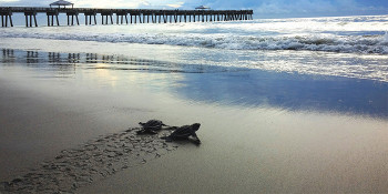 Loggerhead Marinelife Center Nominated for USA Today’s 10 “Best Free Attractions” in the U.S.