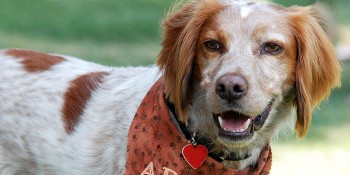 Humane Society Furry Friends Adoption, Clinic & Ranch to Host "Ranch Round Up" Event