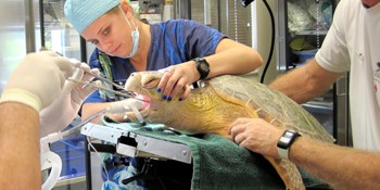 Loggerhead Marinelife Center Publishes Study On Sea Turtle Health
