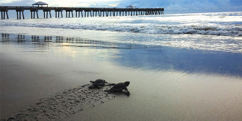 Loggerhead Marinelife Center Awarded Grant to Expand Educational Outreach