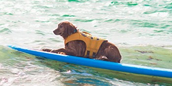 Furry Friends Annual Hang 20 Surf Dog Classic Has Been Postponed 
