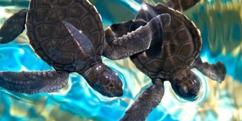 Shell-ebrate Sea Turtles in The Palm Beaches