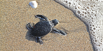 Join Beach Cleanup with Charlie & Joe’s at Love Street and Loggerhead Marinelife Center for World Water Day