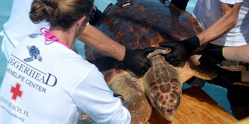 Two Sea Turtles To Be Released From Juno Beach Wednesday Morning