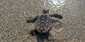 Sea Turtle Nesting Season Returns to Palm Beach County with “Respect the Locals” Campaign