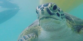 Paddle with Sea Turtles in the Wild