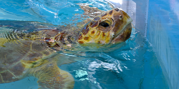 Join Loggerhead Marinelife Center for Public Sea Turtle Release