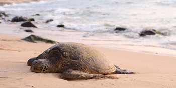 After Seven Months of world-class care, Howard the sea turtle will be released from The Sea Turtle Hospital at Loggerhead Marinelife Center