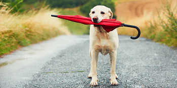 Keep Your Pets Safe During Storm Season